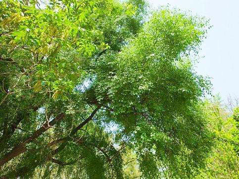丝棉木树